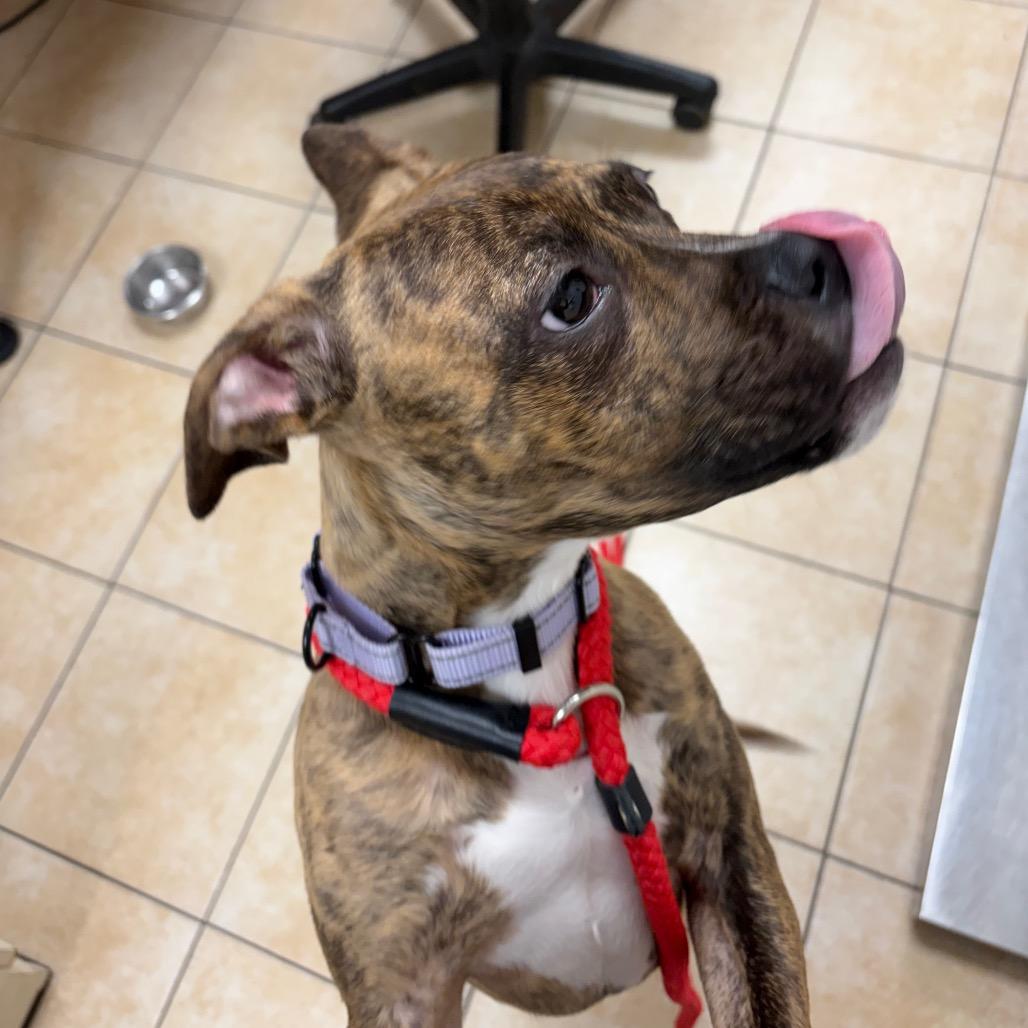 Enlarge Nereid, a Adoptable Pit Bull Terrier in Pekin, IL image 1/6