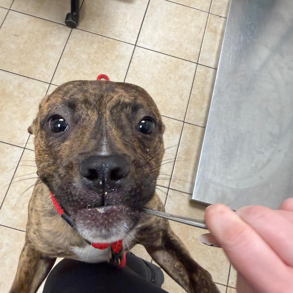 Enlarge Nereid, a Adoptable Pit Bull Terrier in Pekin, IL image 2/6