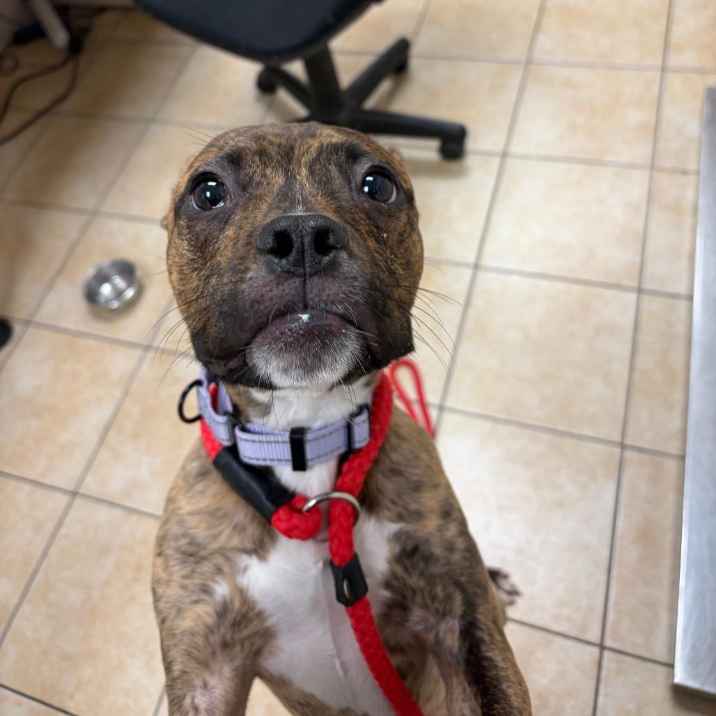 Enlarge Nereid, a Adoptable Pit Bull Terrier in Pekin, IL image 3/6