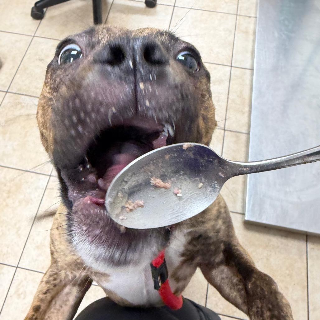 Enlarge Nereid, a Adoptable Pit Bull Terrier in Pekin, IL image 4/6