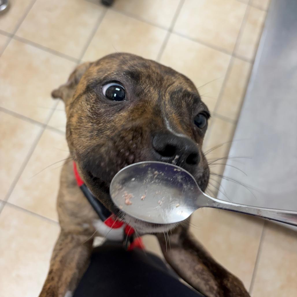 Enlarge Nereid, a Adoptable Pit Bull Terrier in Pekin, IL image 5/6