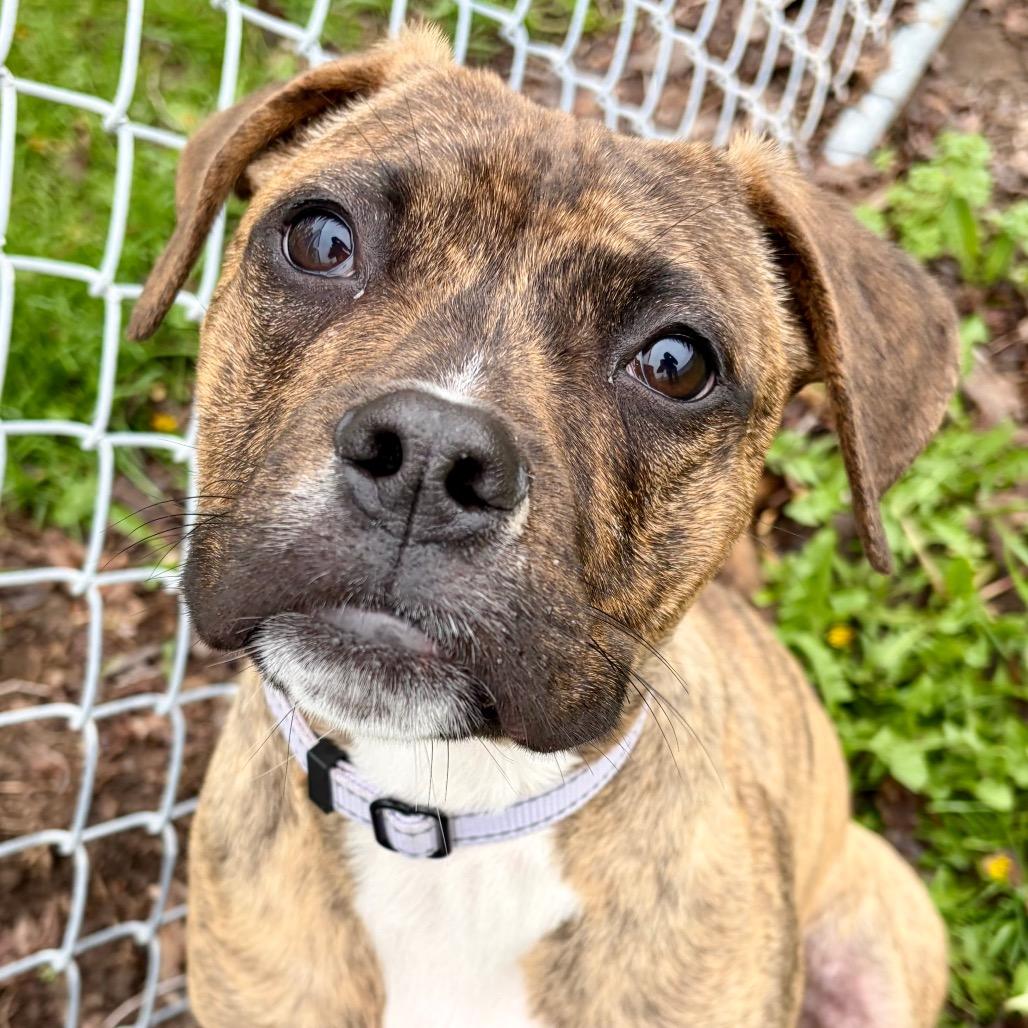 Enlarge Nereid, a Adoptable Pit Bull Terrier in Pekin, IL image 6/6