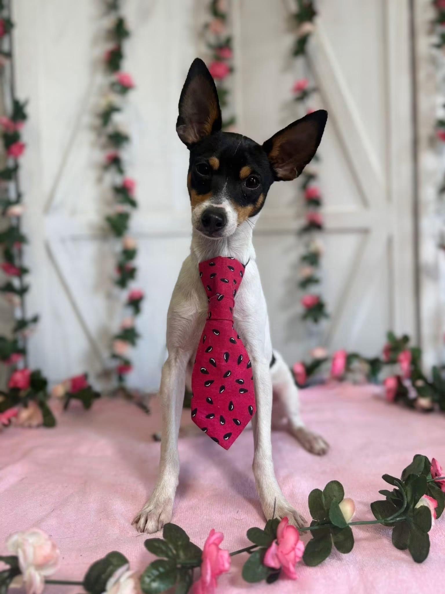 Ringo, ADOPTABLE, Puppy Male Fox Terrier.