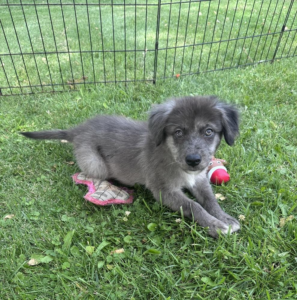Miller, Adoptable, Puppy Male Australian Shepherd & Mixed Breed.