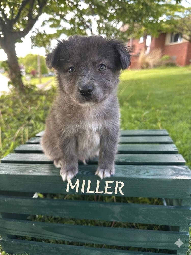 Enlarge Miller, a Adoptable mixed breed in Irwin, PA image 1/1