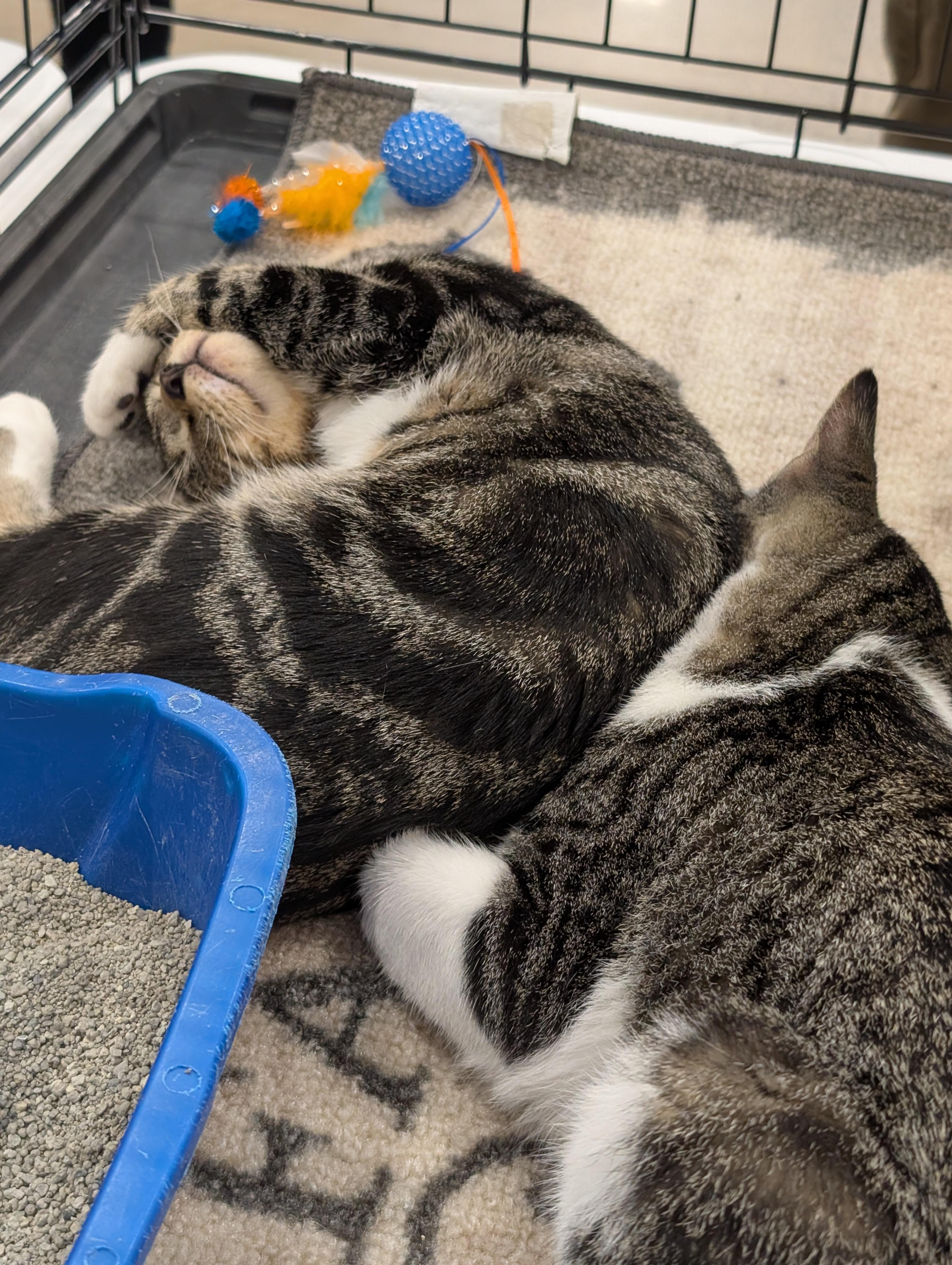 RJ, a Adopted Domestic Short Hair in Burke, NY image 1/2