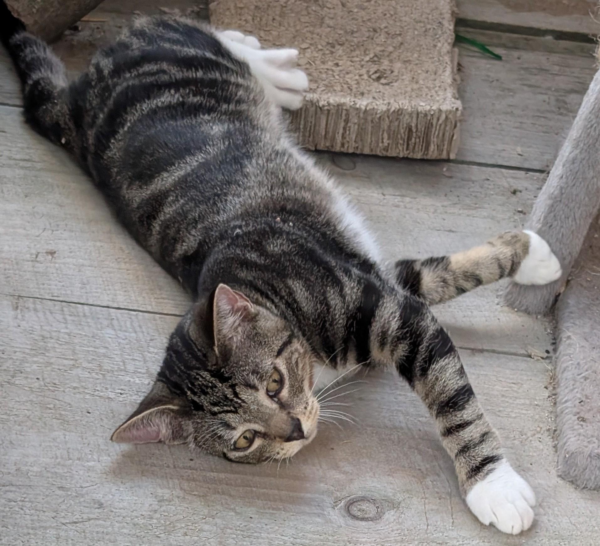 RJ, a Adopted Domestic Short Hair in Burke, NY image 2/2