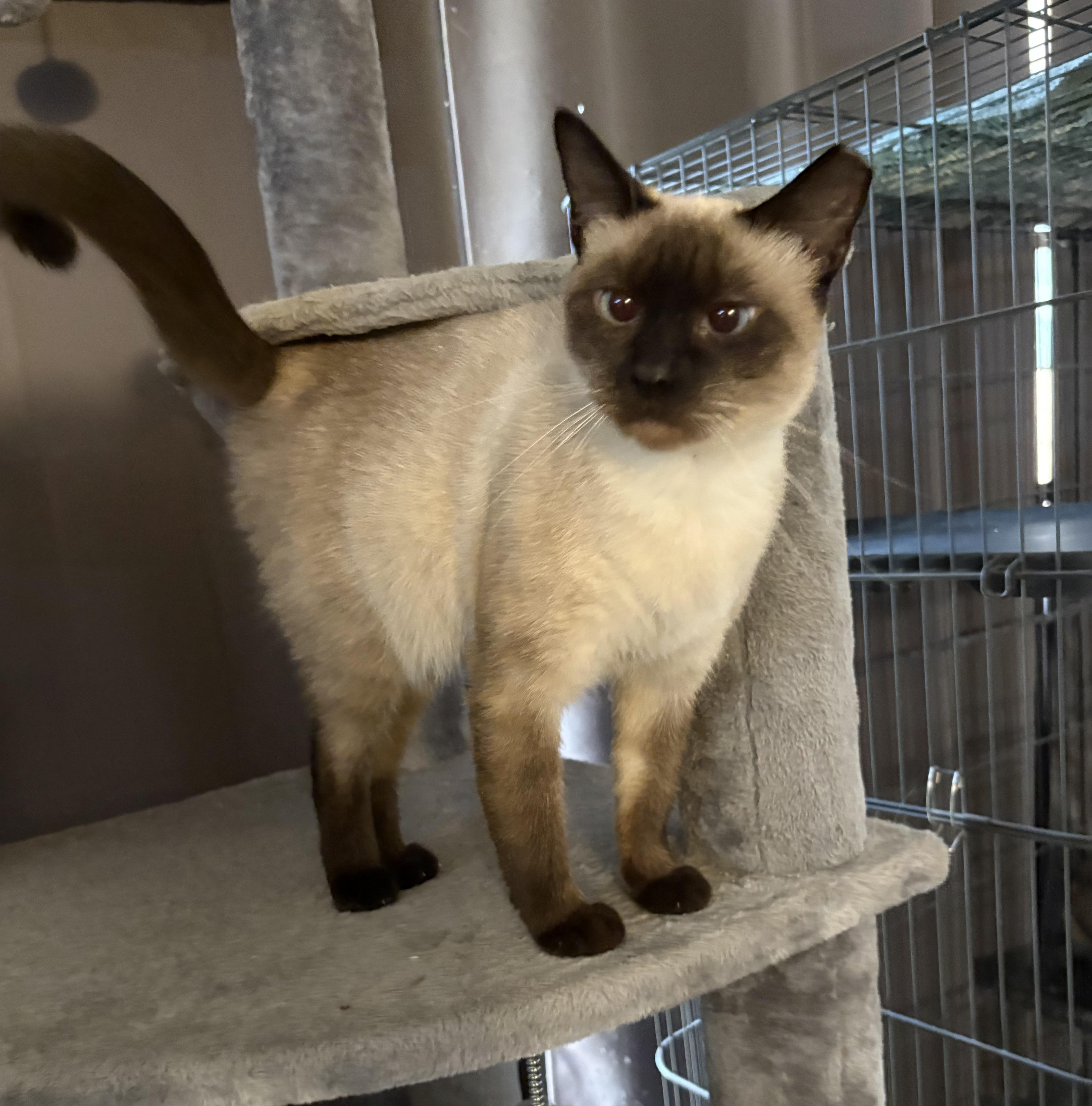 Enlarge Opal, a Adoptable Siamese in Brooksville, FL image 5/6