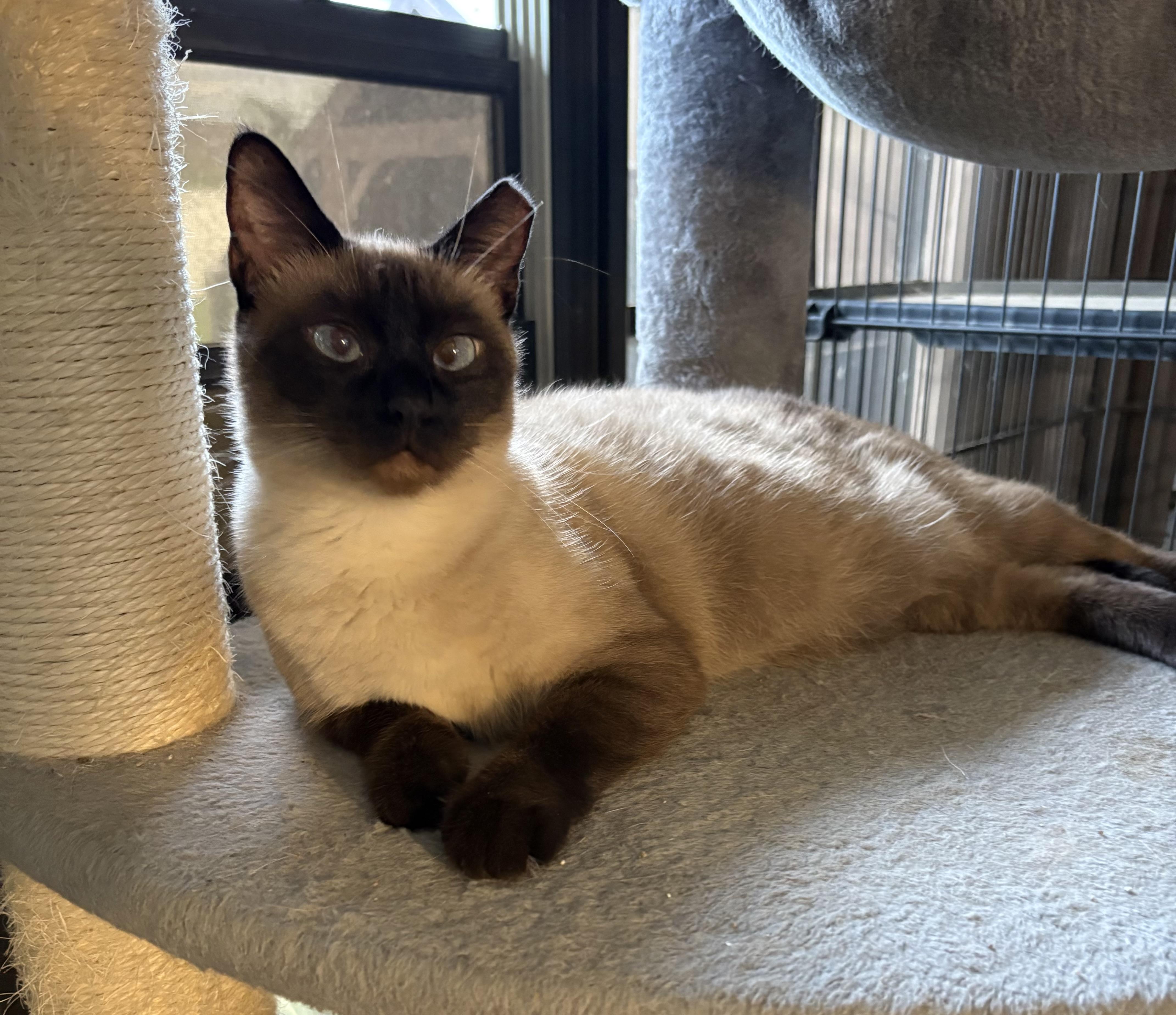 Opal, Adoptable, Senior Female Siamese.