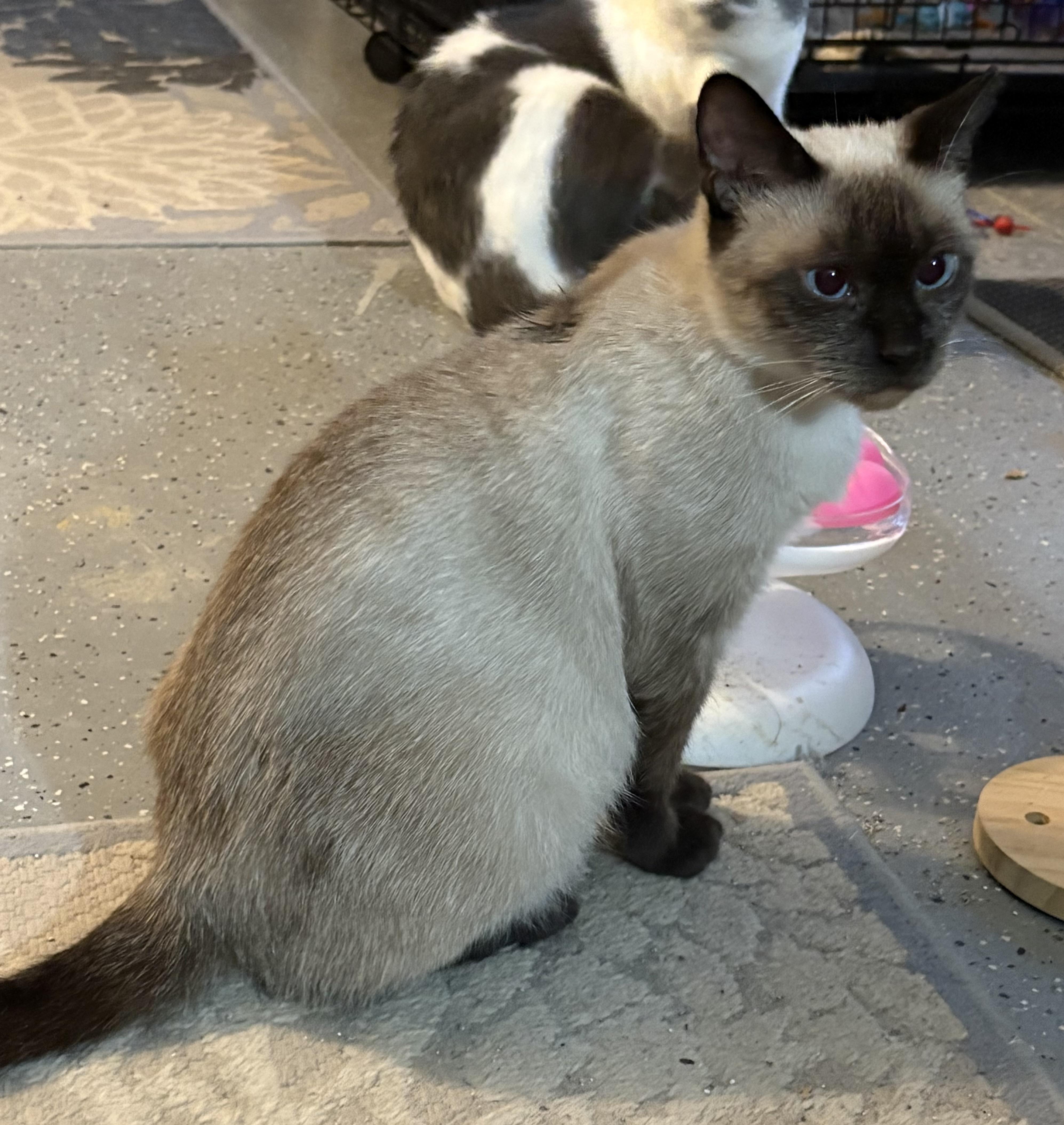 Enlarge Opal, a Adoptable Siamese in Brooksville, FL image 4/6