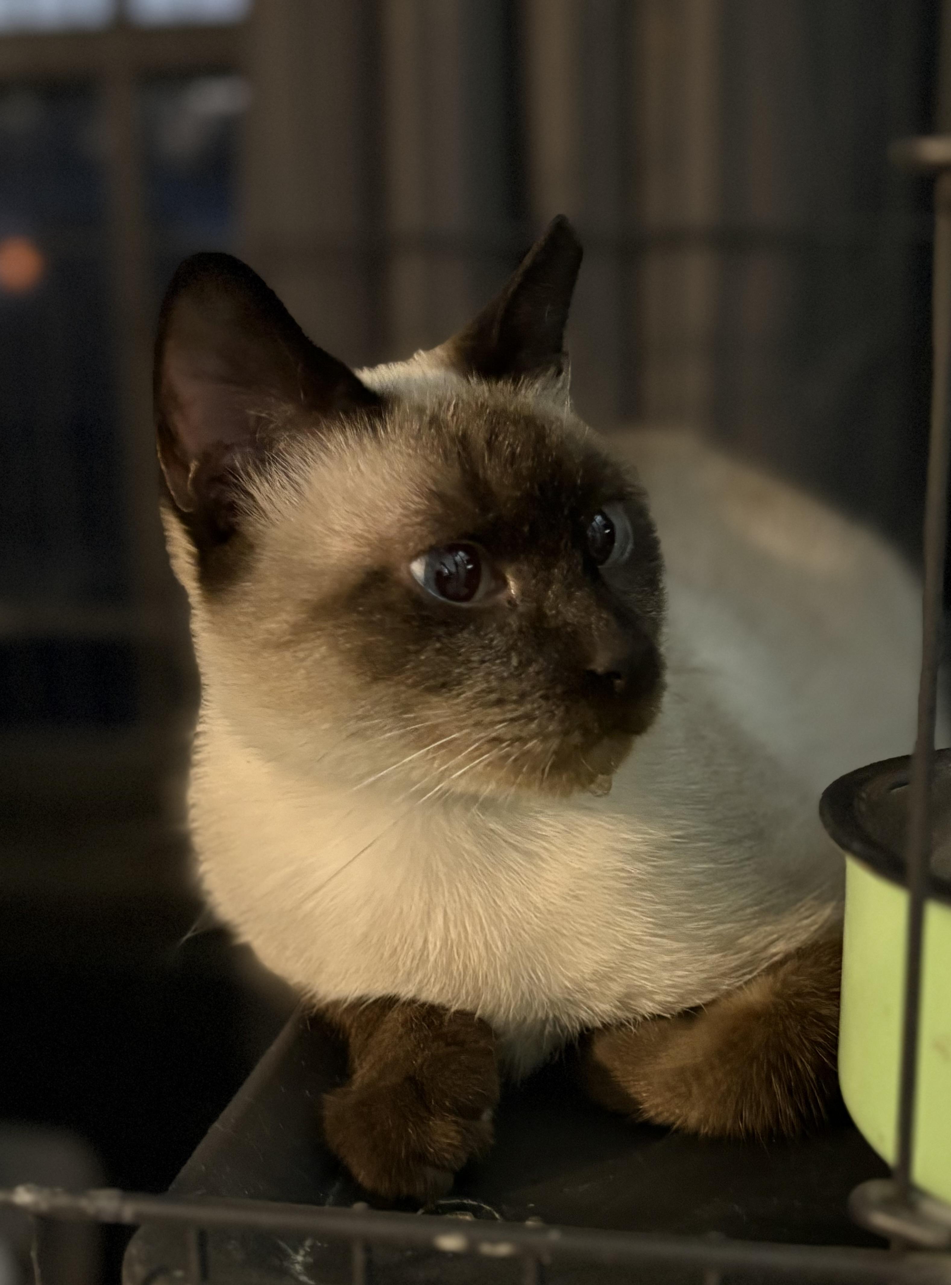 Enlarge Opal, a Adoptable Siamese in Brooksville, FL image 3/6