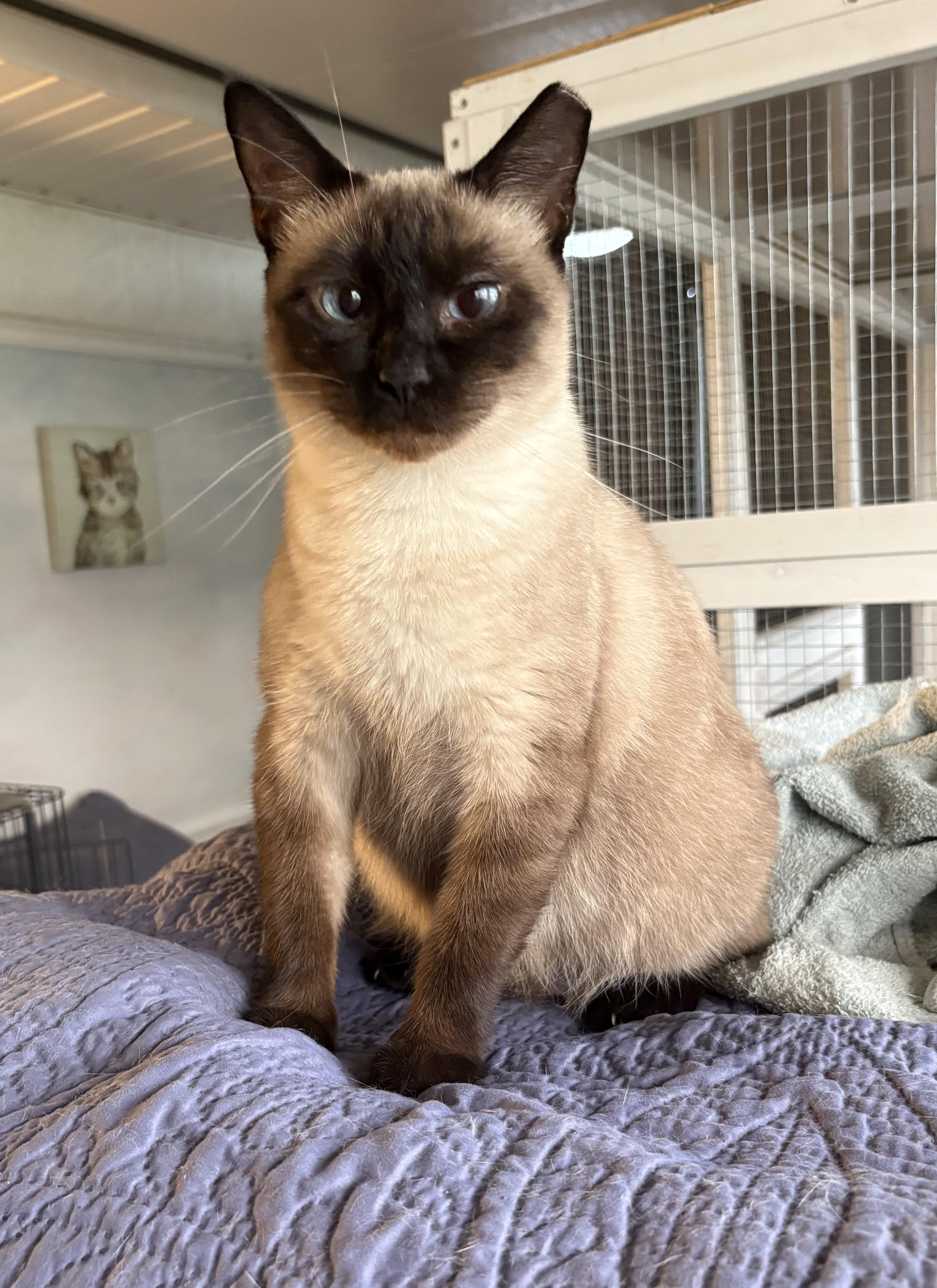 Enlarge Opal, a Adoptable Siamese in Brooksville, FL image 2/6