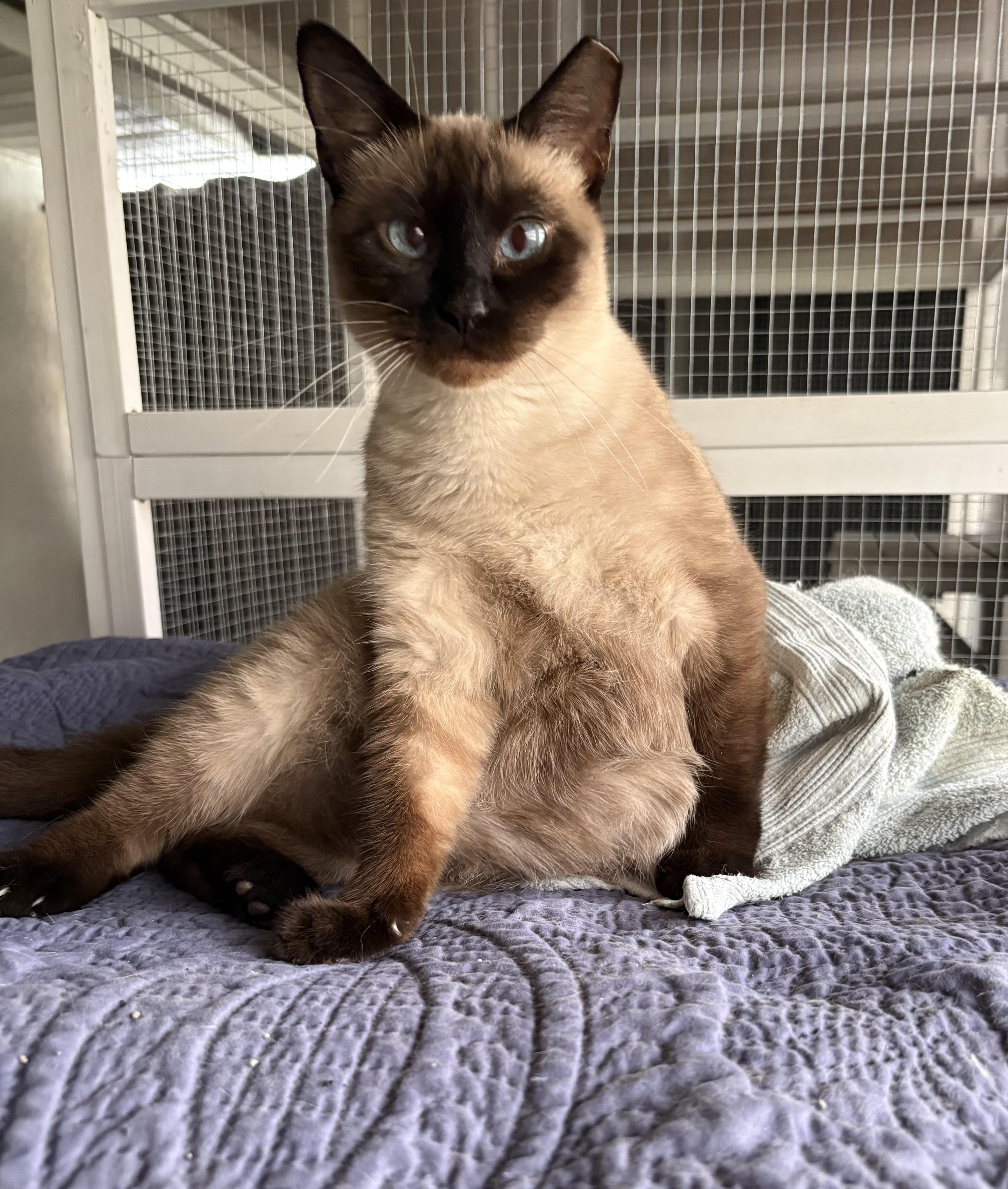 Enlarge Opal, a Adoptable Siamese in Brooksville, FL image 6/6