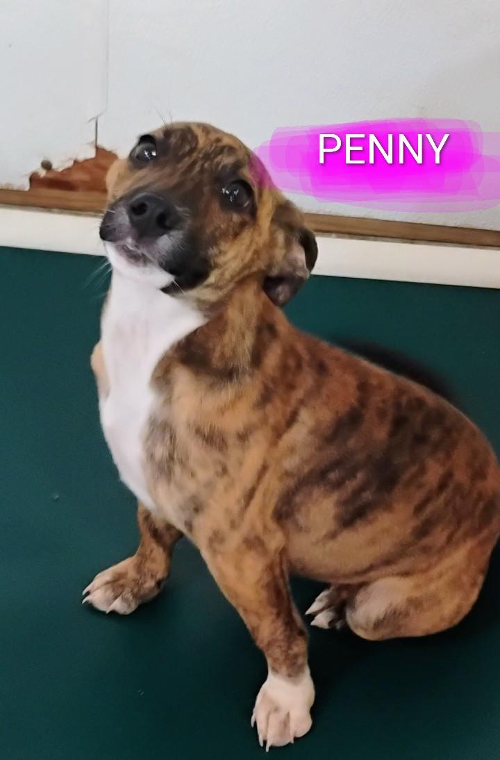 PENNY, ADOPTABLE, Puppy Female Catahoula Leopard Dog & Pit Bull Terrier.