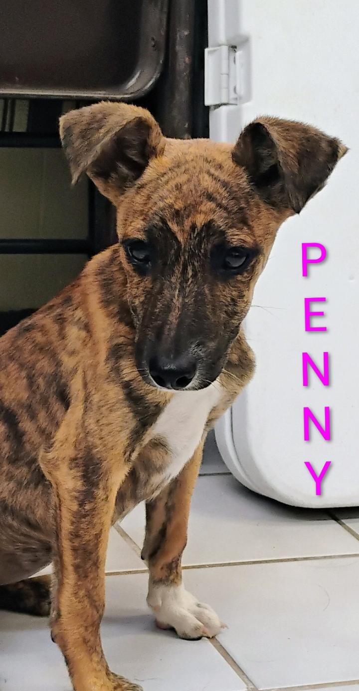 Enlarge PENNY, a ADOPTABLE mixed breed in Saint Jo, TX image 2/2
