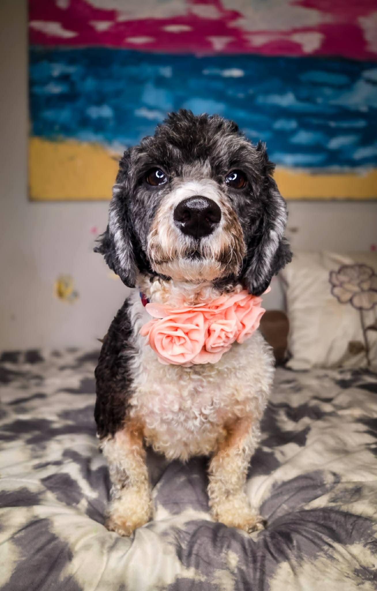 Enlarge Cookie Edith, an adopted Miniature Poodle in Ridgefield , NJ image 1/4