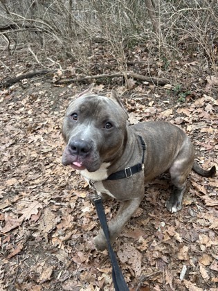 Kobe, an adoptable Terrier, American Staffordshire Terrier in Annapolis, MD, 21403 | Photo Image 2