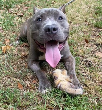 Kobe, an adoptable Terrier, American Staffordshire Terrier in Annapolis, MD, 21403 | Photo Image 1