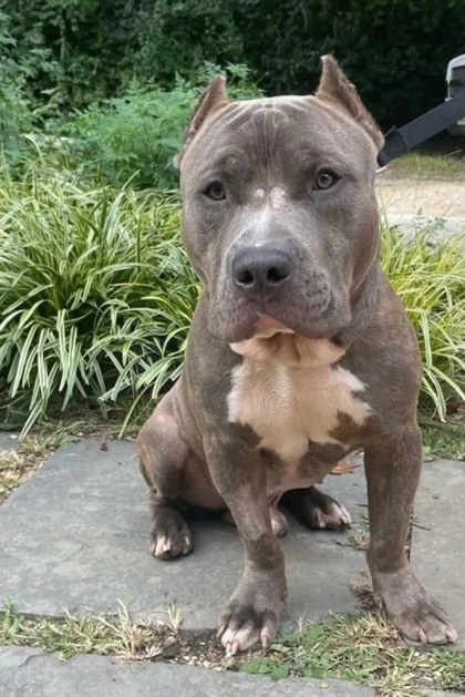 Kobe, an adoptable Terrier, American Staffordshire Terrier in Annapolis, MD, 21403 | Photo Image 3