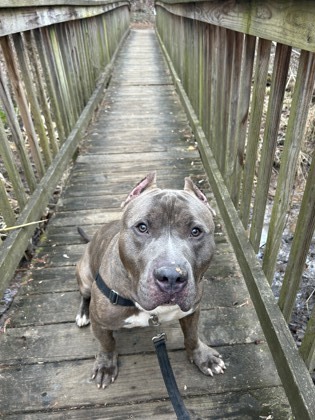Kobe, an adoptable Terrier, American Staffordshire Terrier in Annapolis, MD, 21403 | Photo Image 4