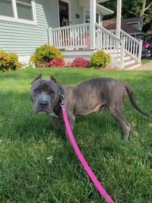 Kobe, an adoptable Terrier, American Staffordshire Terrier in Annapolis, MD, 21403 | Photo Image 5