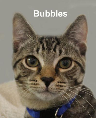 Bubbles Daria (sweet brother to Buttercup and Blossom), Adoptable, Kitten Male Domestic Short Hair & Tabby.