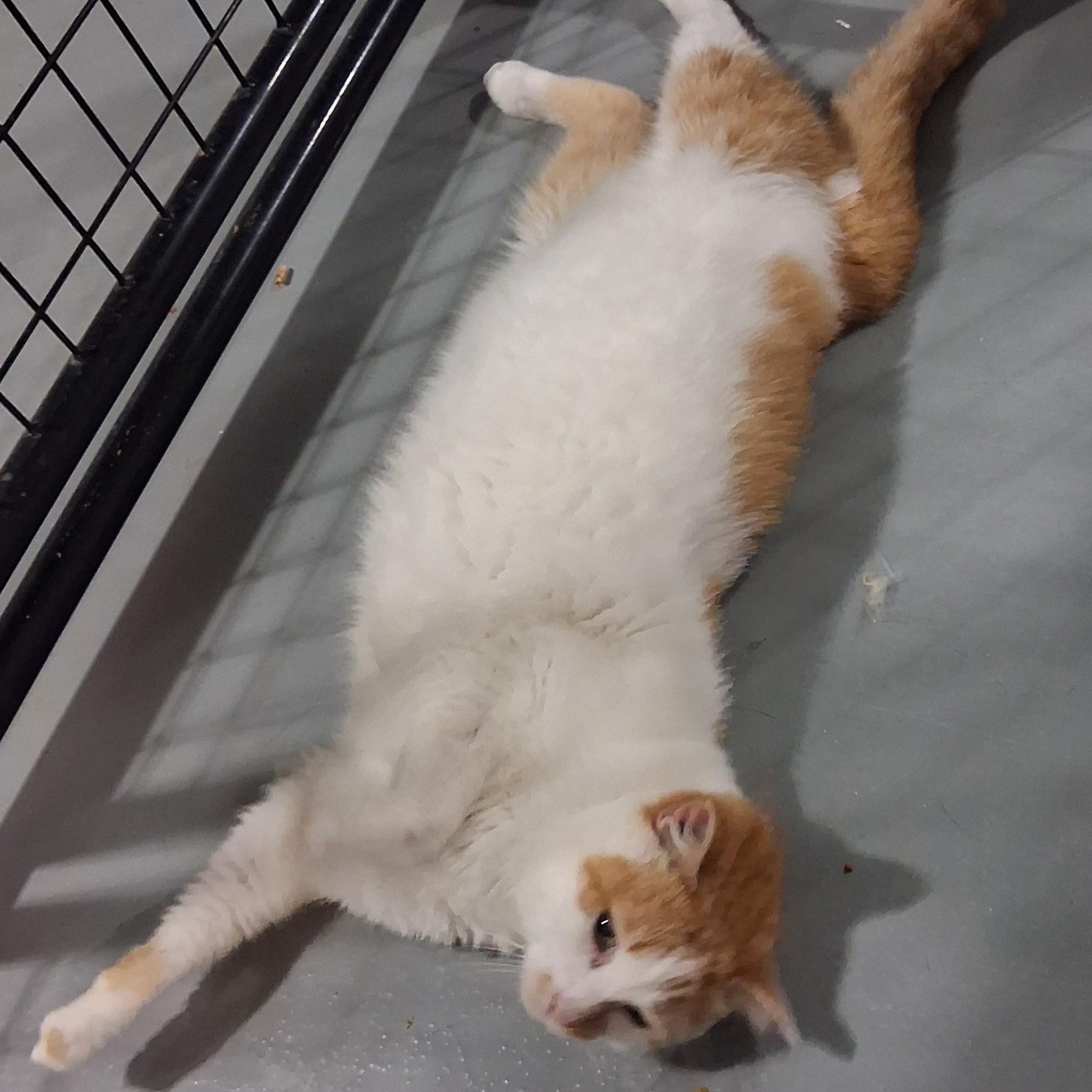Enlarge Boy George, a Adoptable Domestic Long Hair in Iowa Falls, IA image 2/4