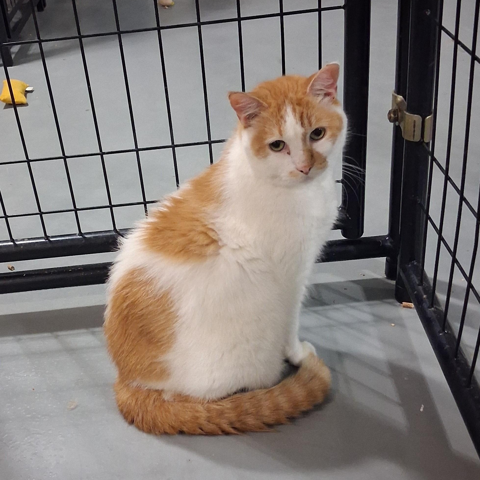 Enlarge Boy George, a Adoptable Domestic Long Hair in Iowa Falls, IA image 1/4