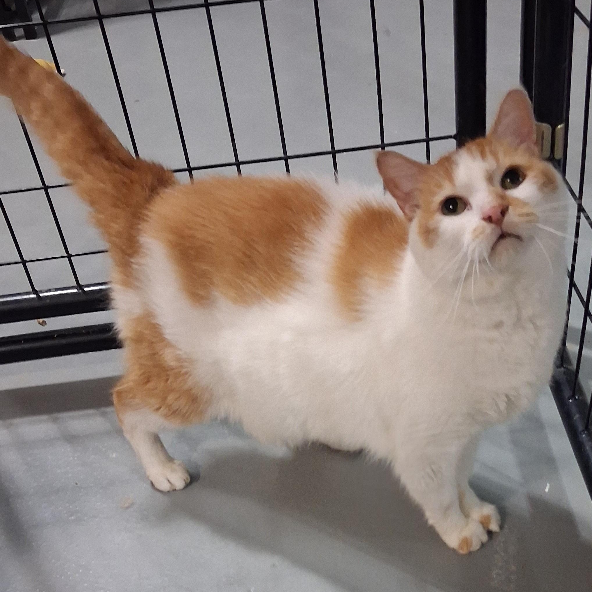Enlarge Boy George, a Adoptable Domestic Long Hair in Iowa Falls, IA image 3/4