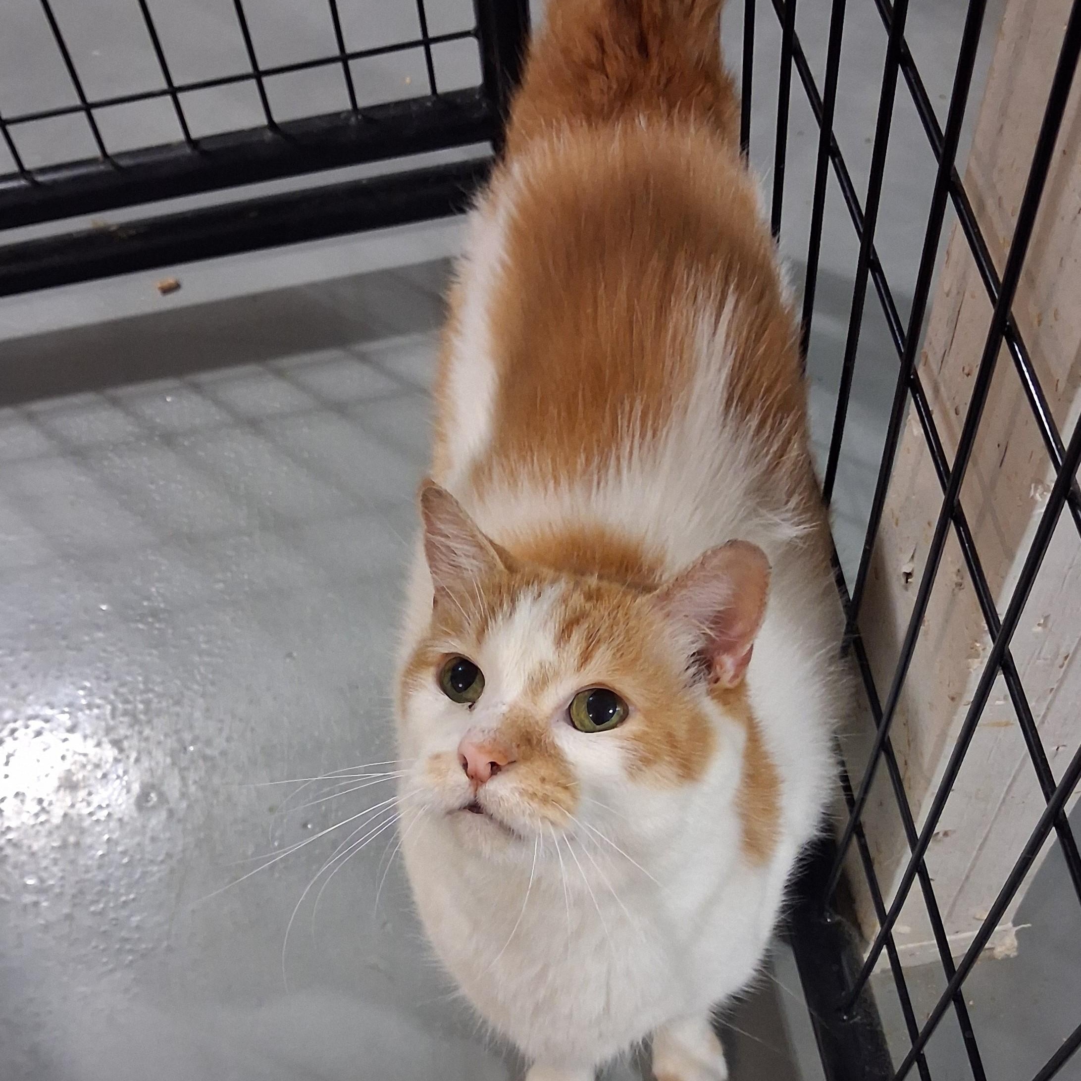 Enlarge Boy George, a Adoptable Domestic Long Hair in Iowa Falls, IA image 4/4