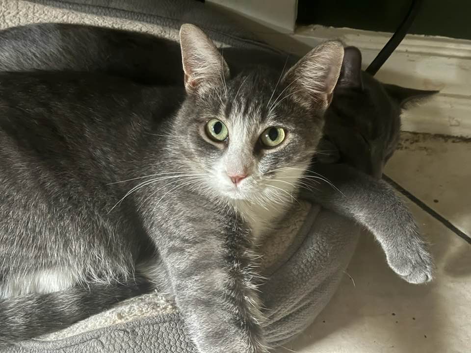 Marie and Mookie, Adoptable, Adult Female Domestic Short Hair.