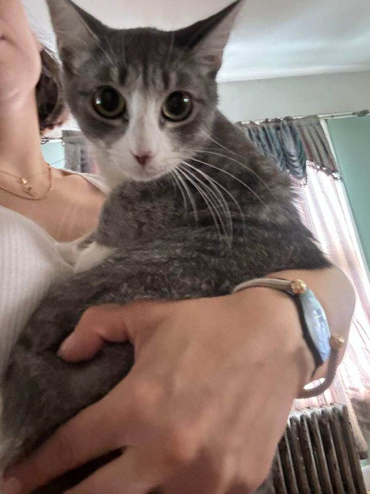 Marie and Mookie, a Adoptable Domestic Short Hair in Montclair, NJ image 5/6