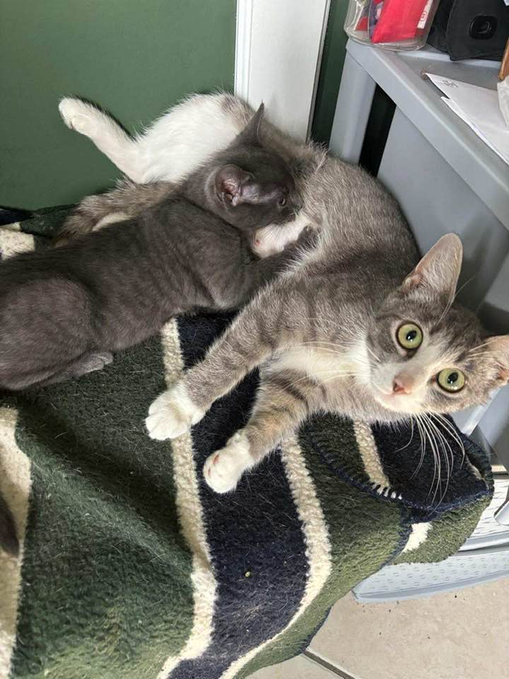 Marie and Mookie, a Adoptable Domestic Short Hair in Montclair, NJ image 6/6