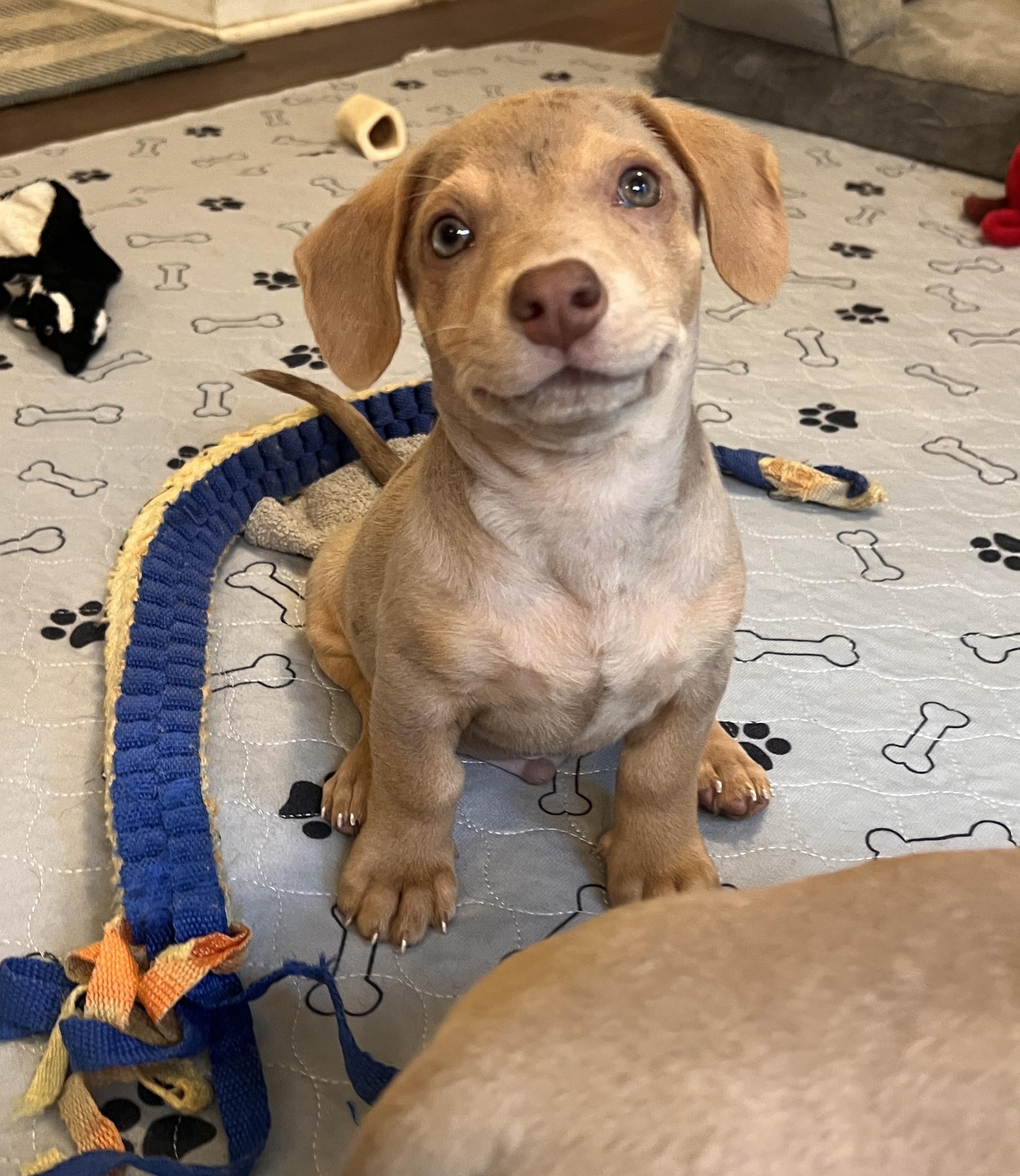 Benjamin, an adopted mixed breed in Palatine, IL image 2/5