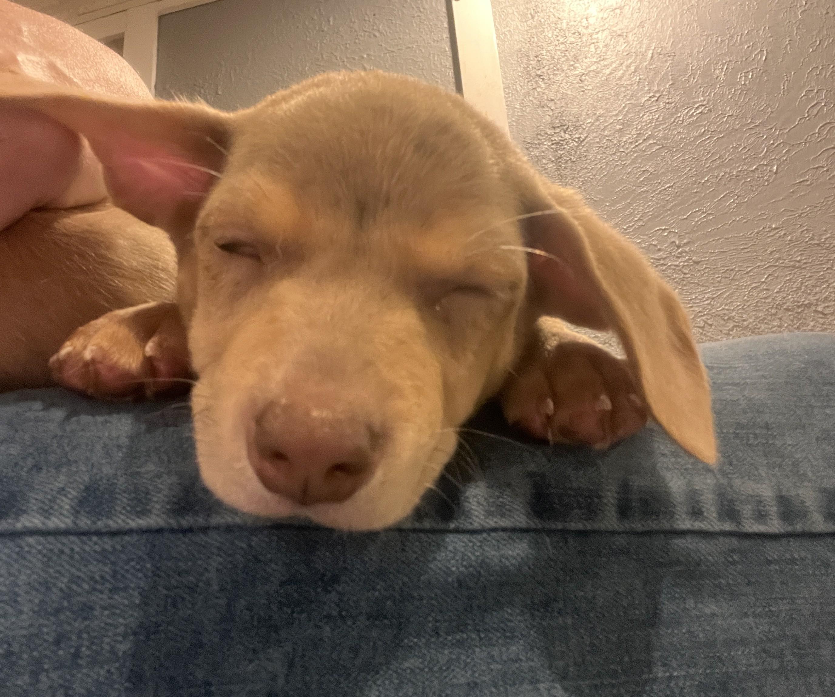 Benjamin, an adopted mixed breed in Palatine, IL image 5/5