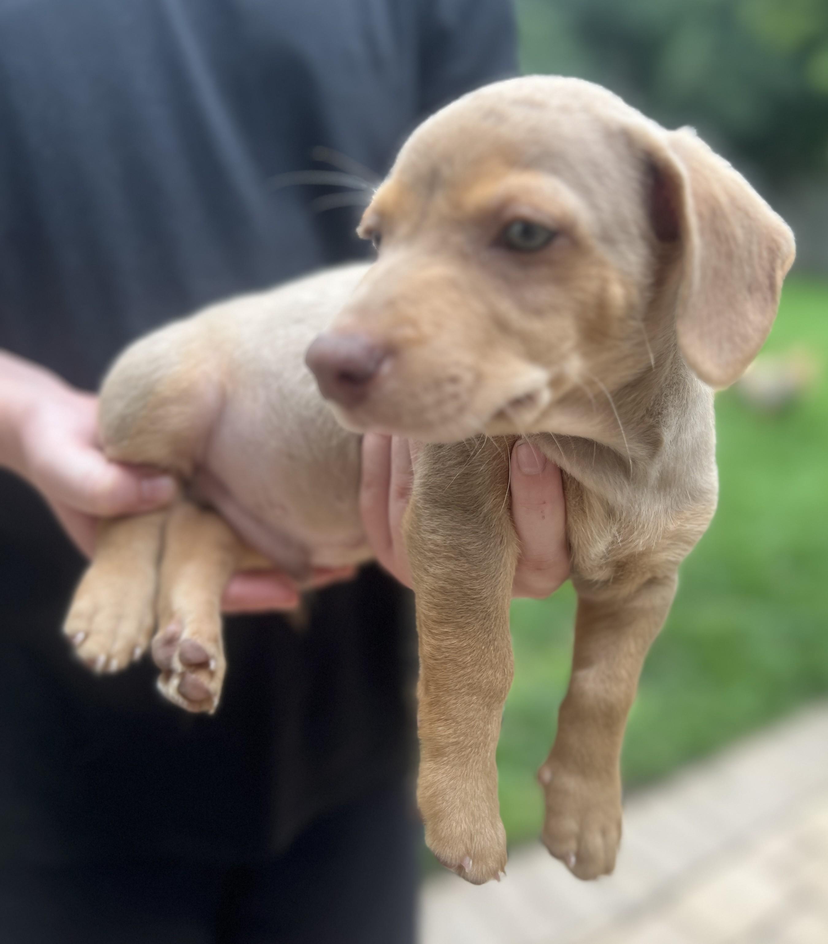 Benjamin, an adopted mixed breed in Palatine, IL image 3/5