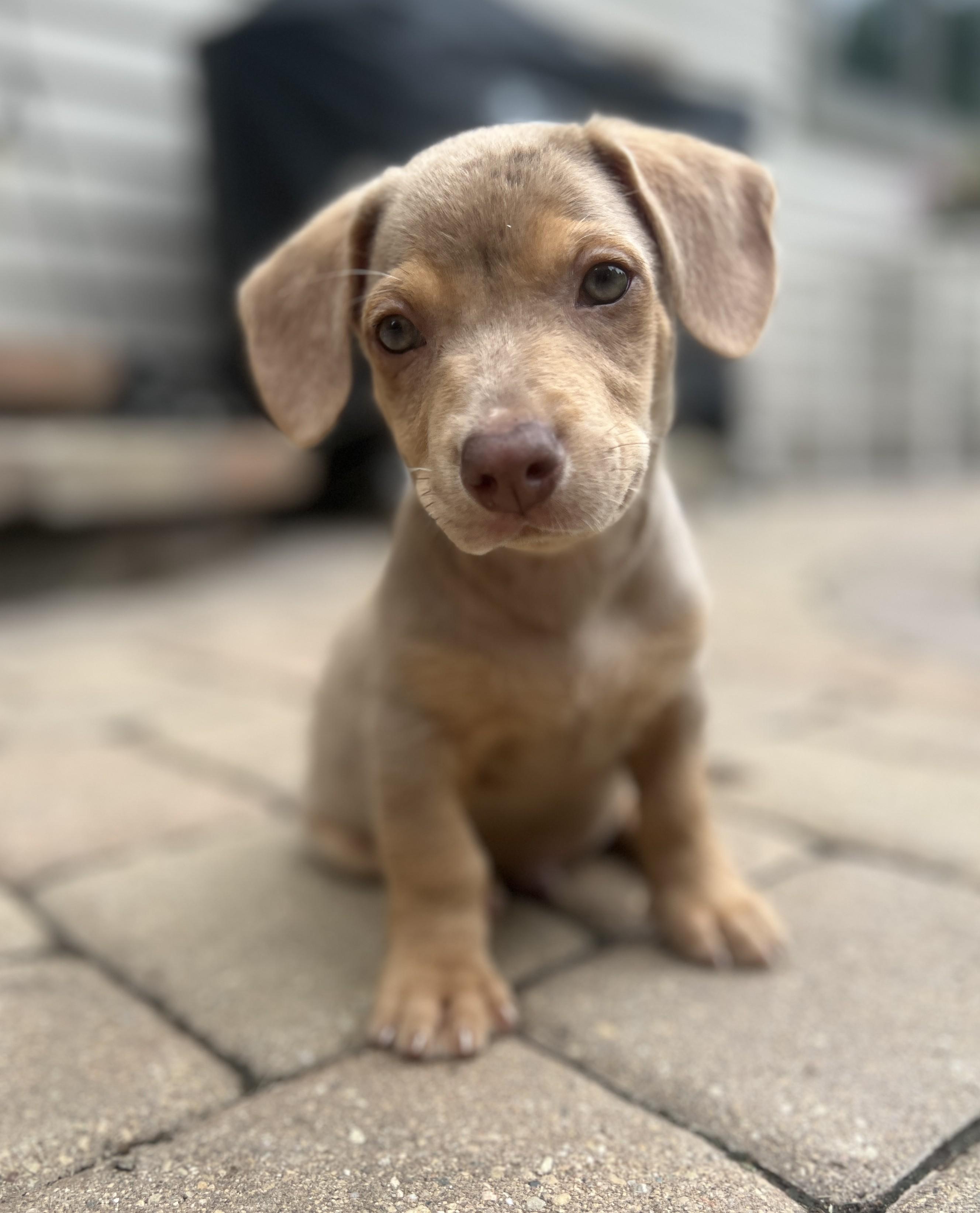 Benjamin, adopted, Puppy Male Dachshund & Chihuahua.