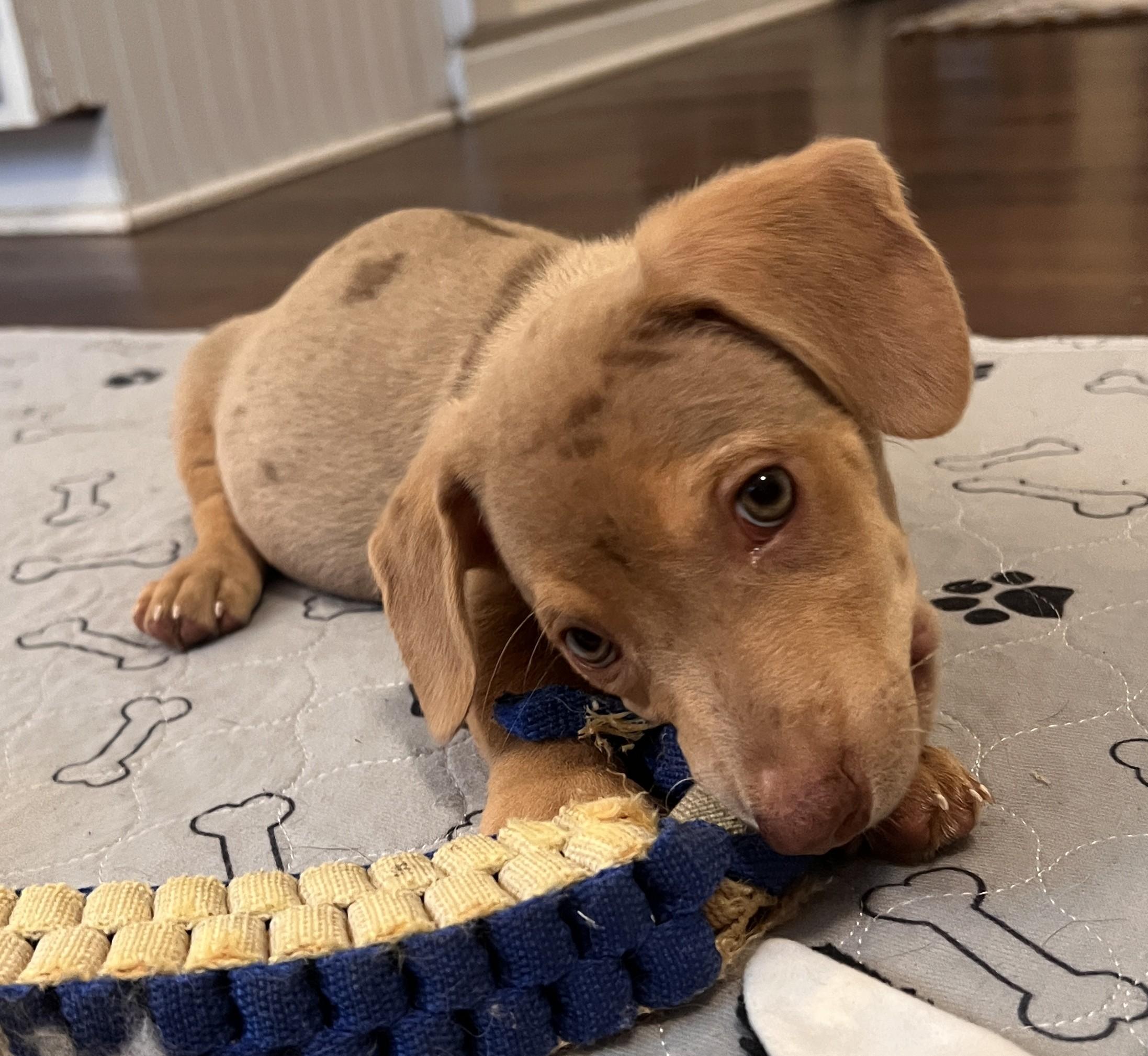 Benjamin, an adopted mixed breed in Palatine, IL image 4/5