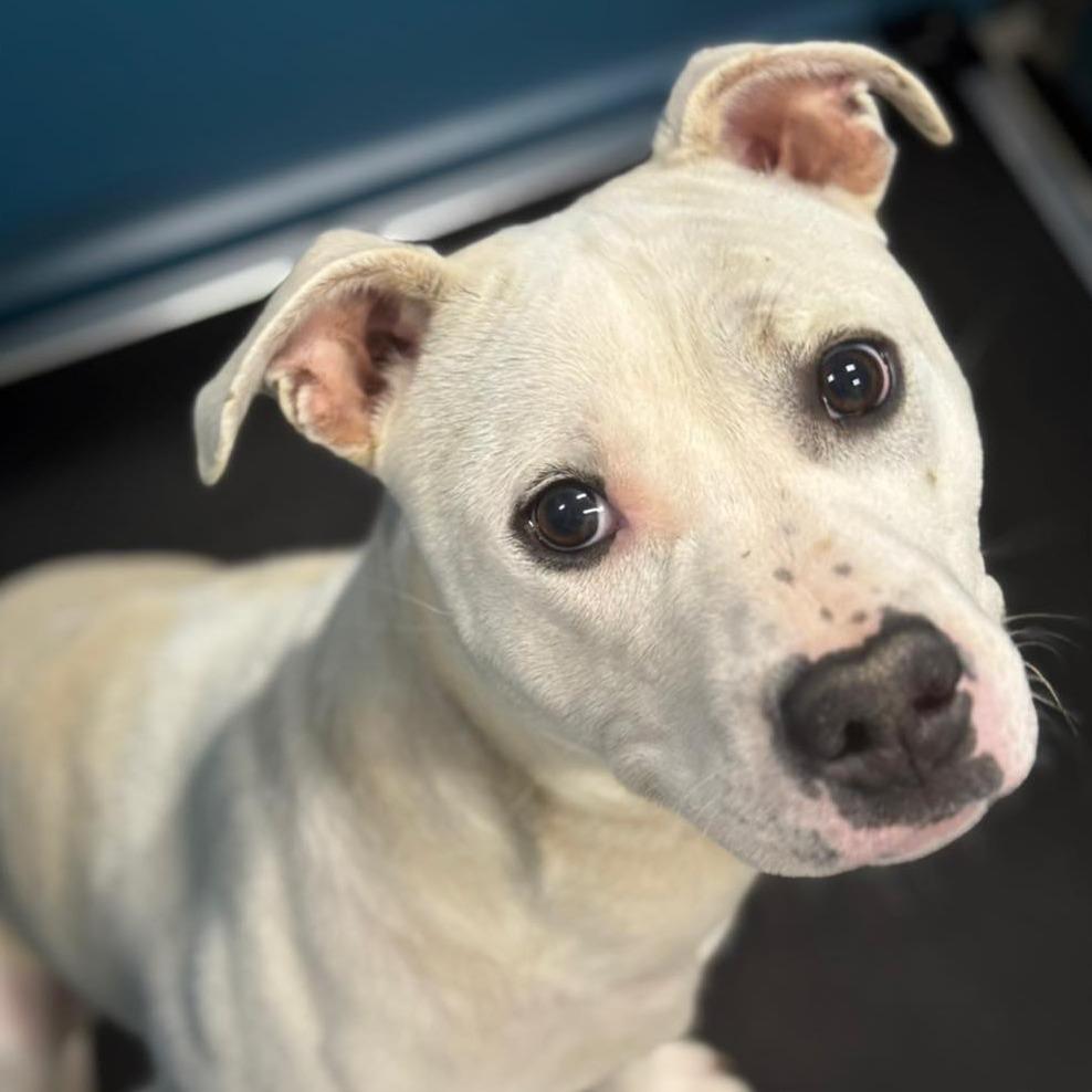 Enlarge FROSTY  Available NOW - ADOPTION or RESCUE!, a Adoptable Mixed Breed in Nashville, NC image 1/4