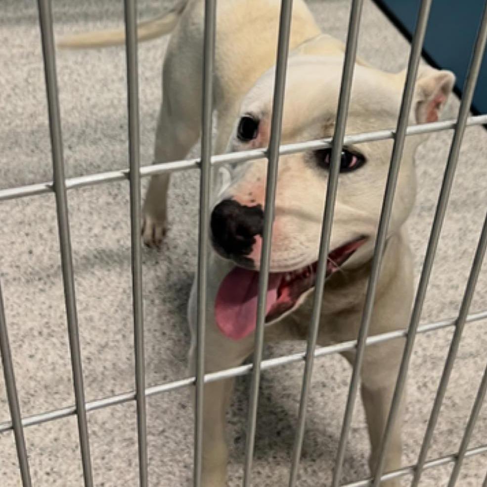 FROSTY  Available NOW - ADOPTION or RESCUE!, Adoptable, Adult Male Mixed Breed.