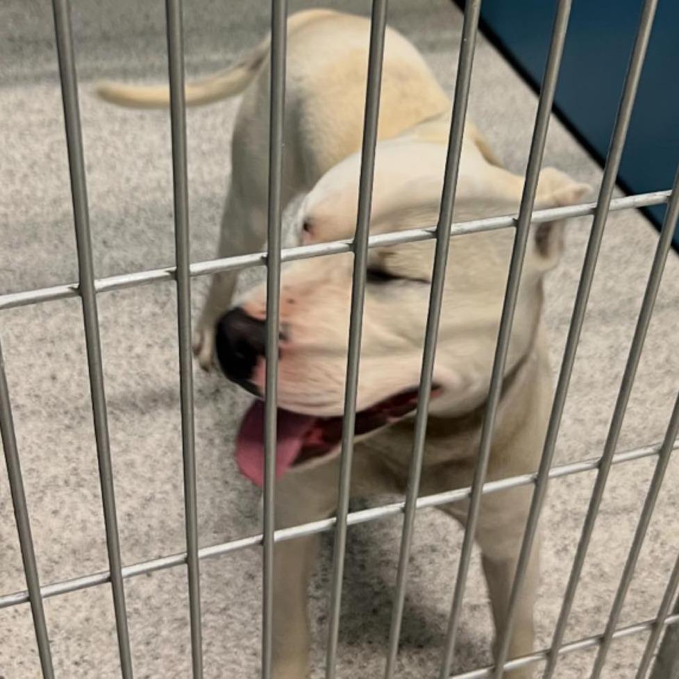 Enlarge FROSTY  Available NOW - ADOPTION or RESCUE!, a Adoptable Mixed Breed in Nashville, NC image 3/4