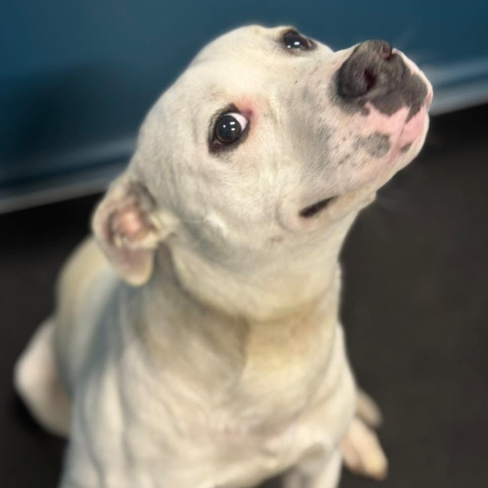 Enlarge FROSTY  Available NOW - ADOPTION or RESCUE!, a Adoptable Mixed Breed in Nashville, NC image 4/4