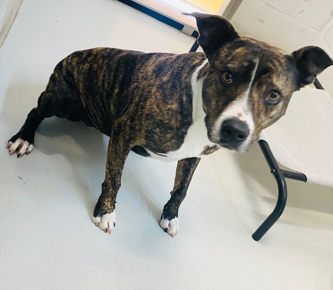 Enlarge Thea AKA: Angelica, a Adoptable mixed breed in Seguin, TX image 1/3