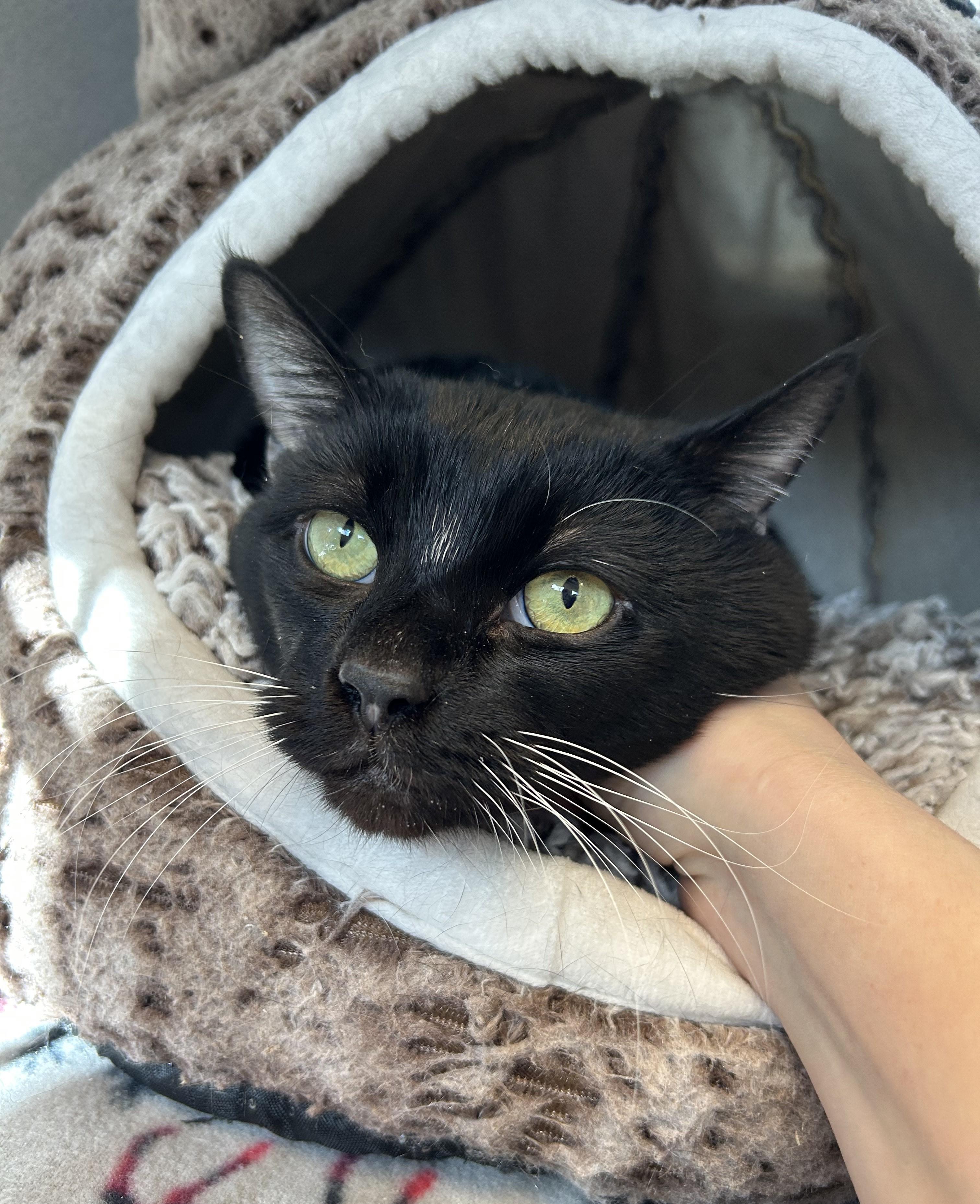 Boris — thumbnail 2