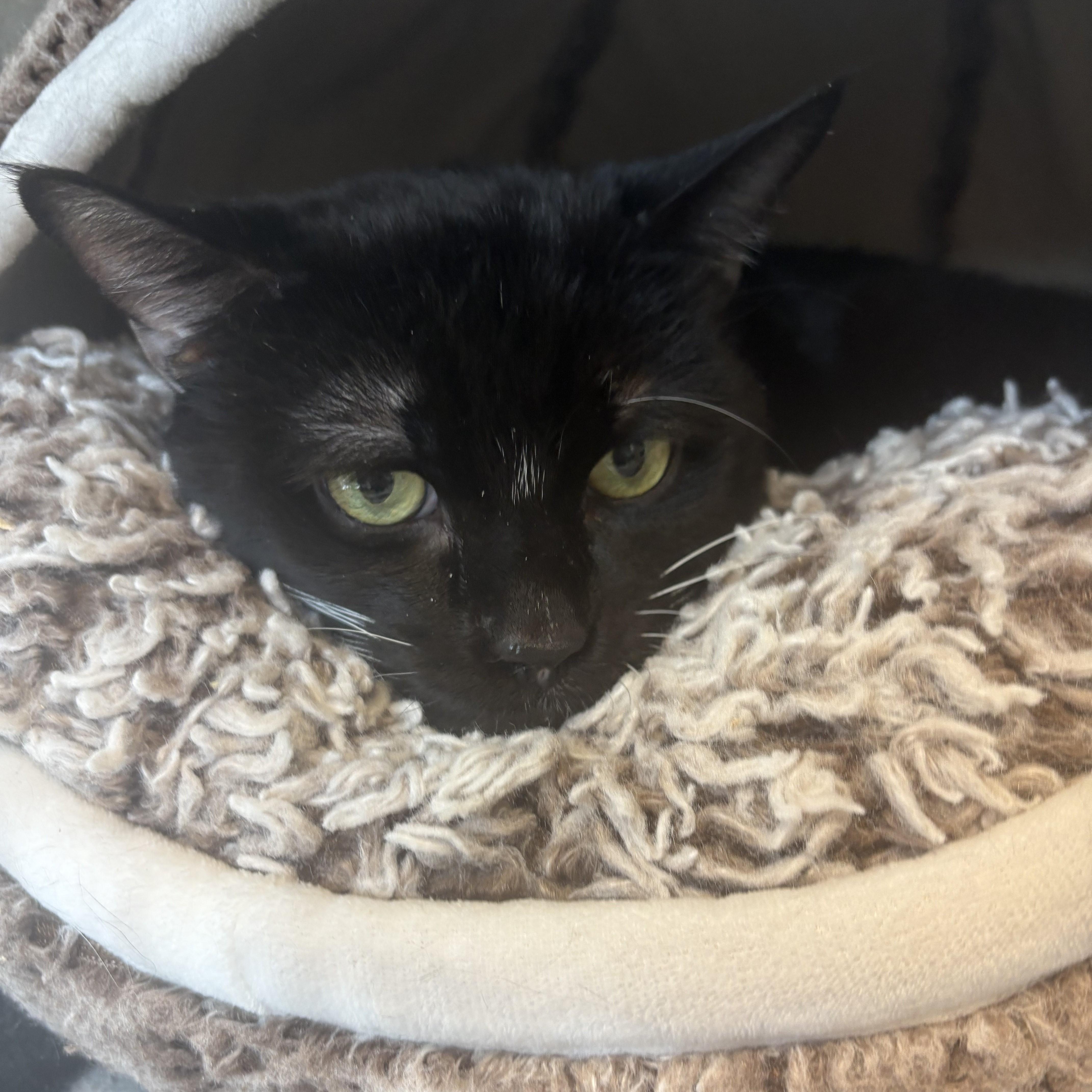 Boris — thumbnail 3