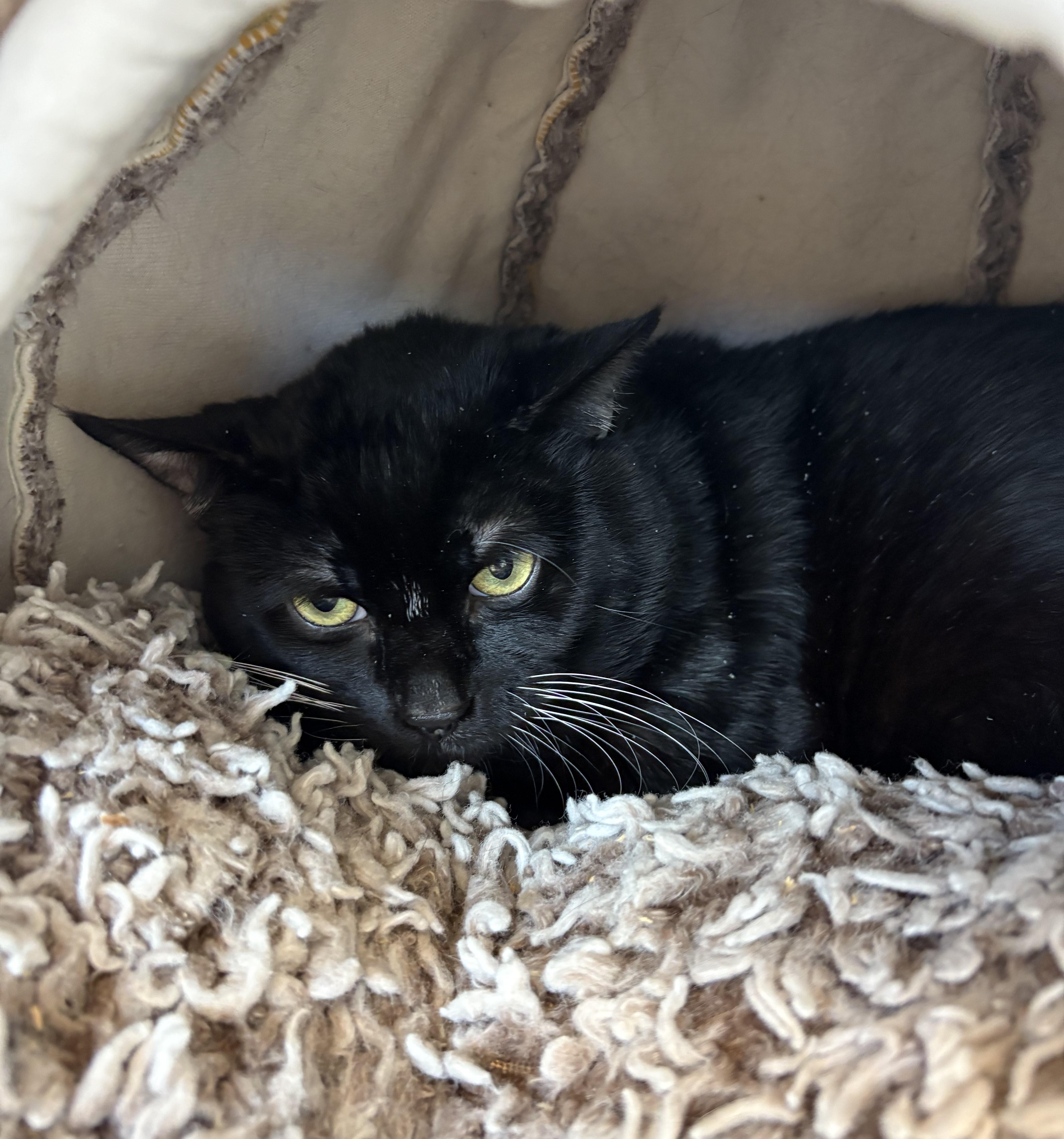 Boris — thumbnail 4