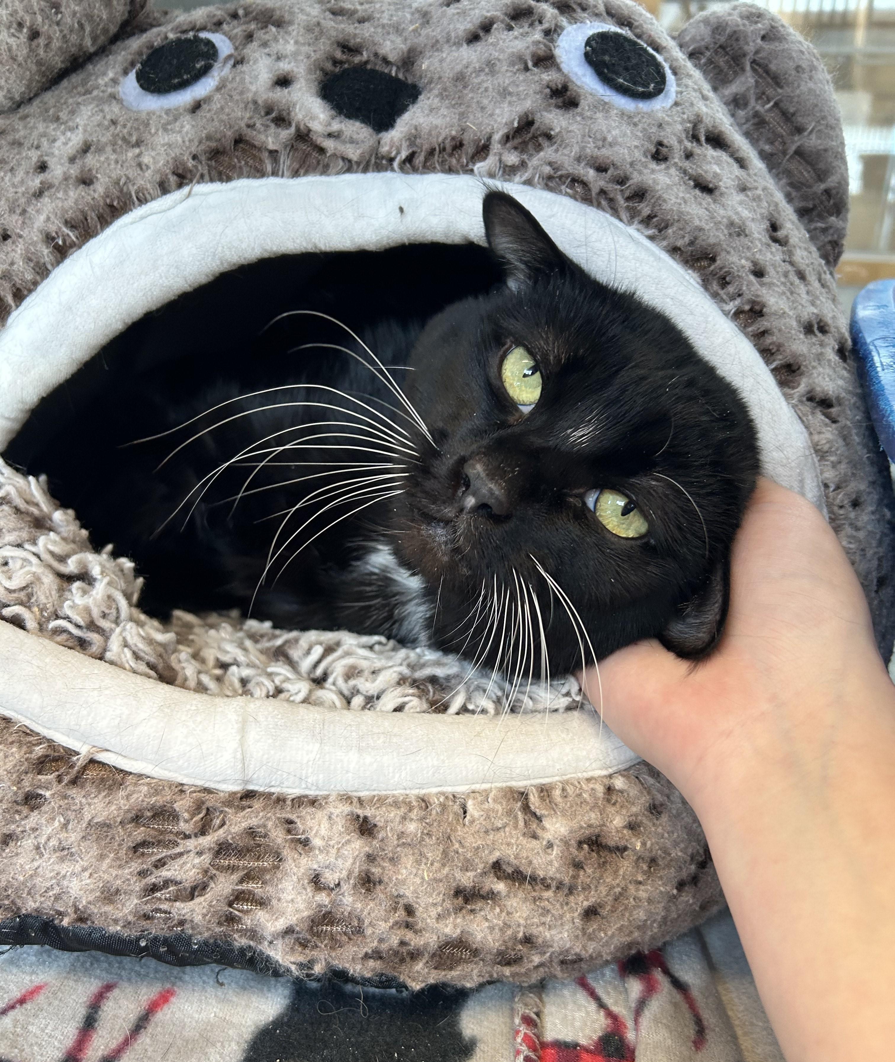 Boris — thumbnail 5