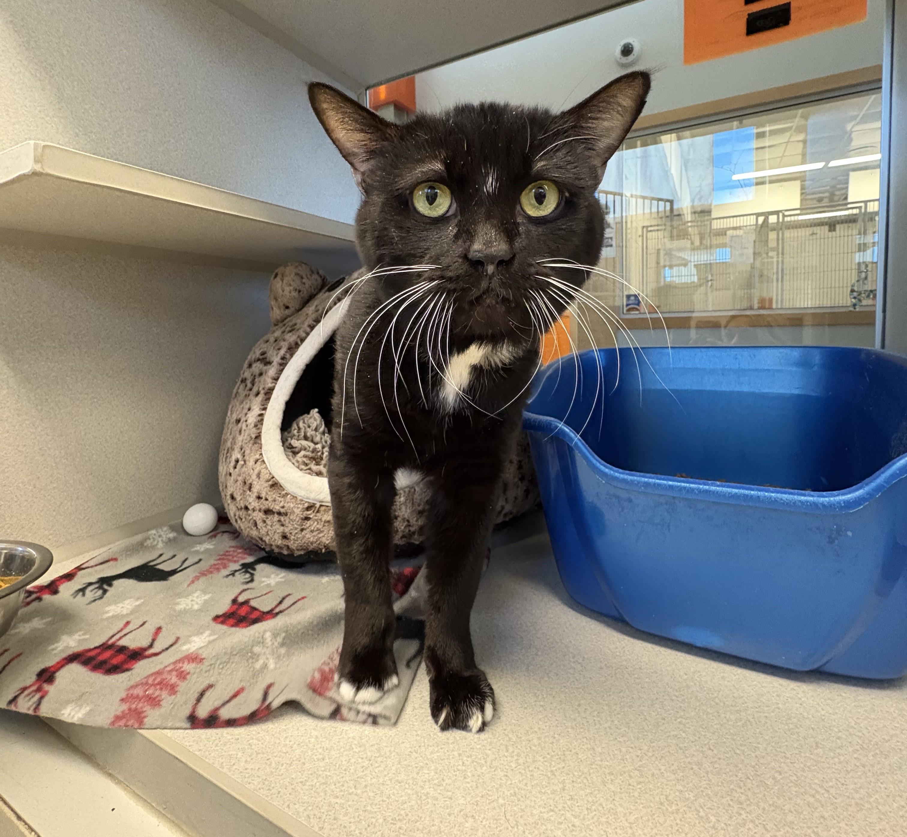 Boris — thumbnail 6