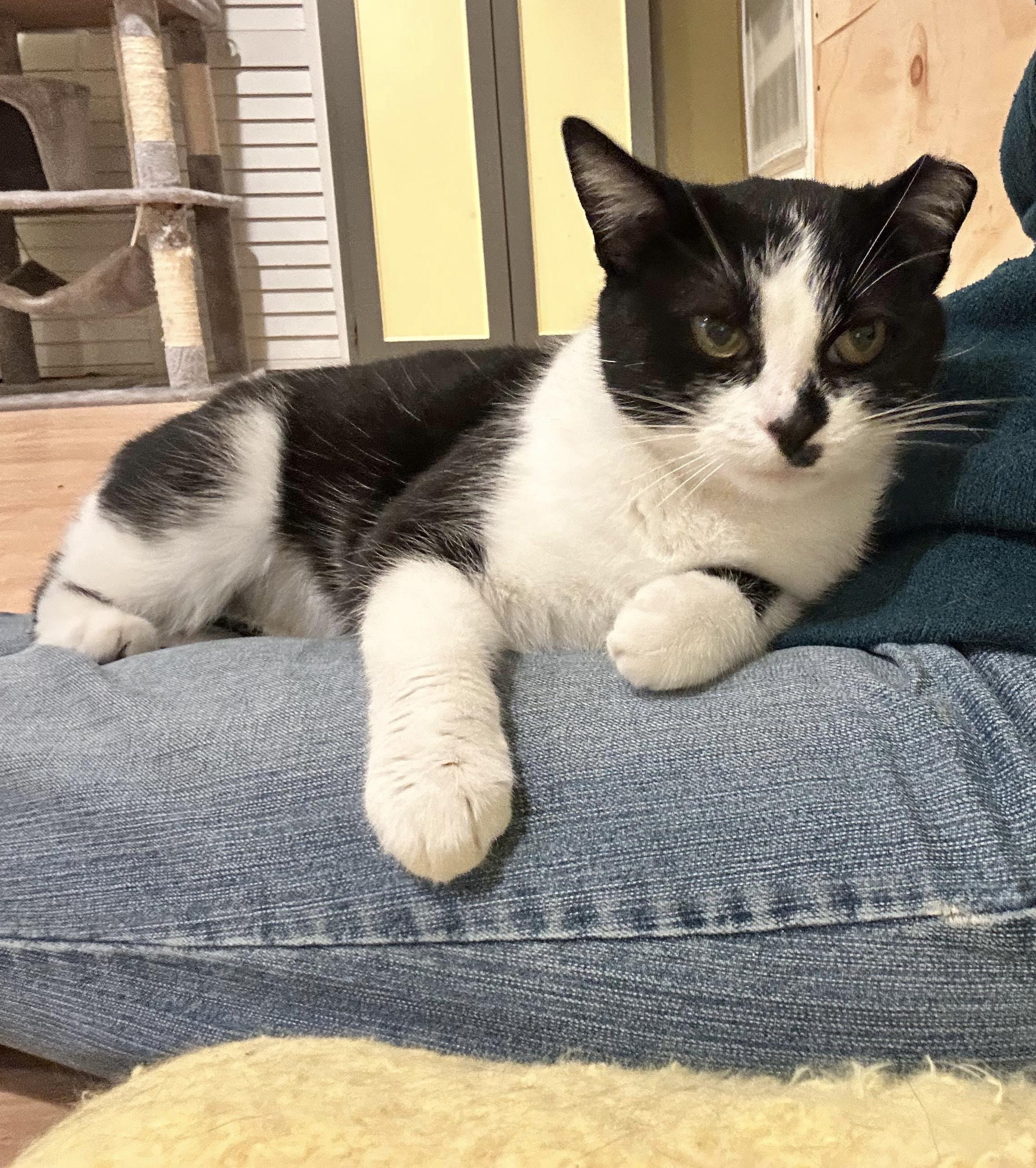 Wavy, a Adoptable Domestic Short Hair in Alexandria, VA image 2/6