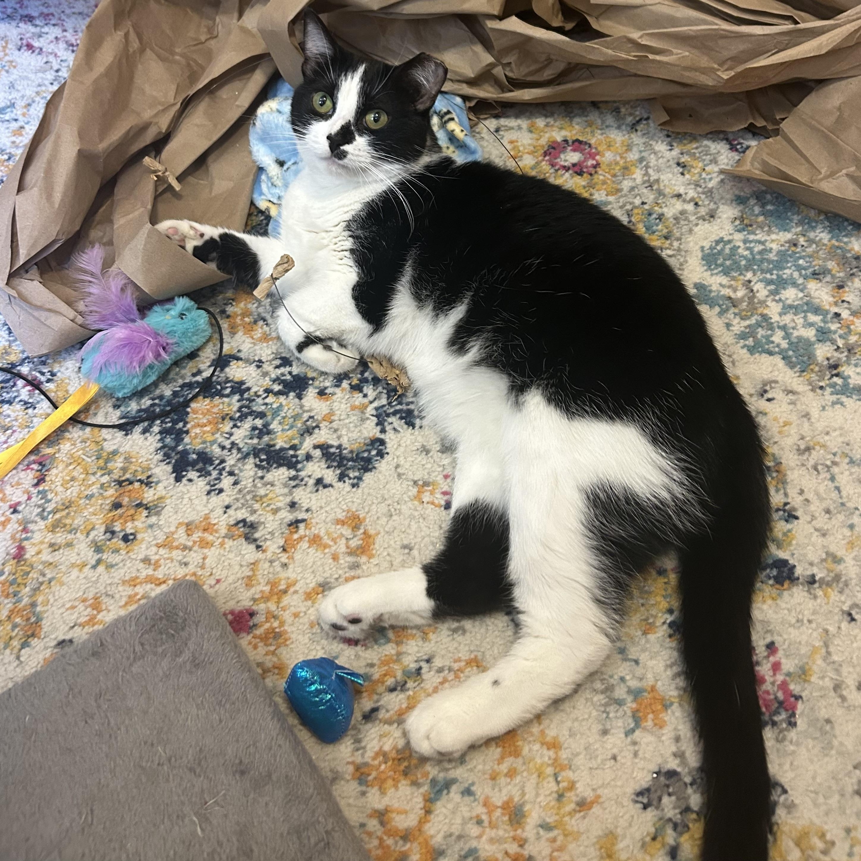 Wavy, Adoptable, Adult Female Domestic Short Hair.